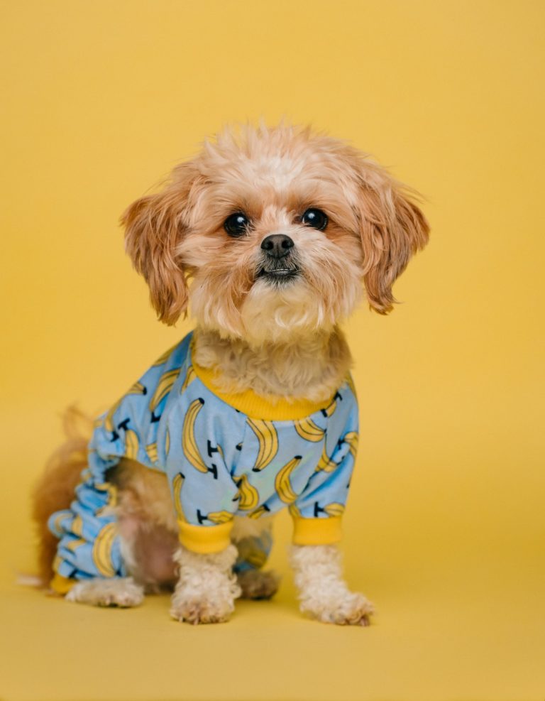 SPCA in Cattaraugus County Animal Shelter Olean, NY